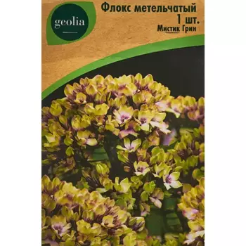 Флокс Geolia метельчатый Мистик Грин