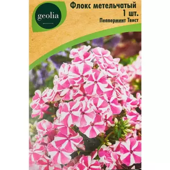 Флокс Geolia метельчатый Пепперминт Твист