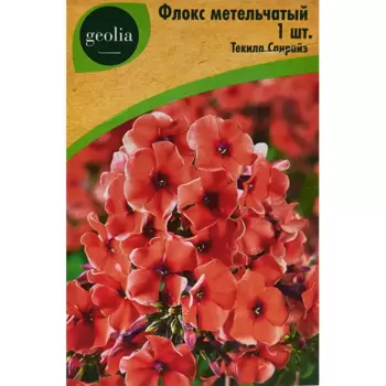Флокс Geolia метельчатый Текила Санрайз