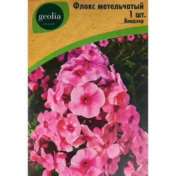 Флокс Geolia метельчатый Виндзор