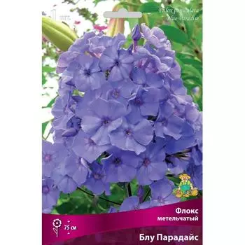 Флокс метельчатый «Блу Парадайс», 1 шт.