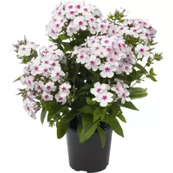 Флокс метельчатый (С2)