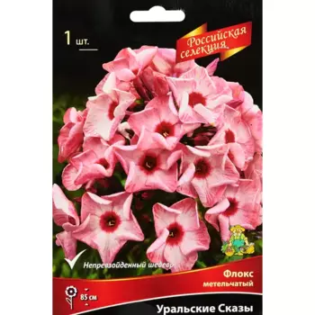 Флокс метельчатый Уральские сказы