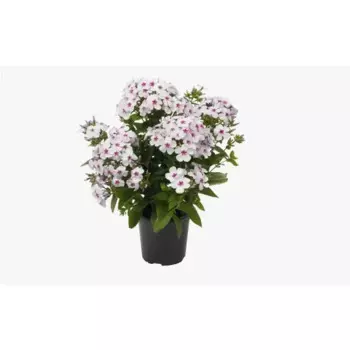 Флокс микс 9 h10 см