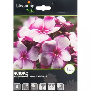 Флокс «Неон Флер Блю»