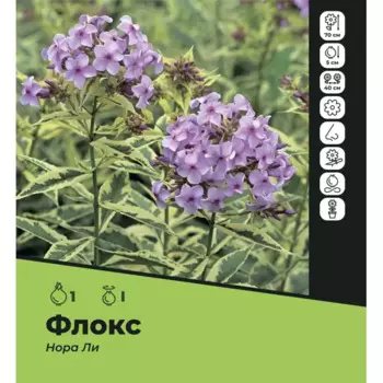 Флокс Нора Ли луковицы I