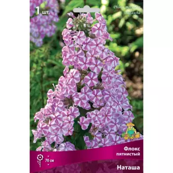 Флокс пятнистый Наташа луковица I