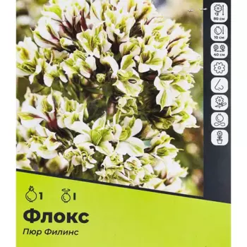 Флокс Пюр Филинс разбор I