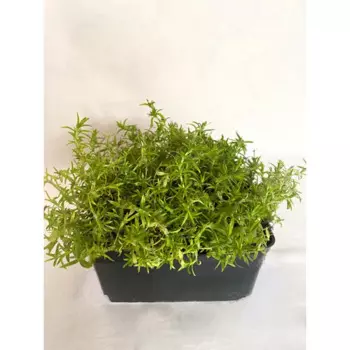 Флокс шиловидный Кэндиспрайс 17 см h20-30 см