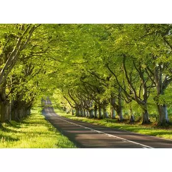 Фотообои бумажные «Чувство весны» 254х184 см