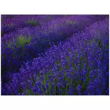 Фотообои бумажные «Лаванда» 254х184 см