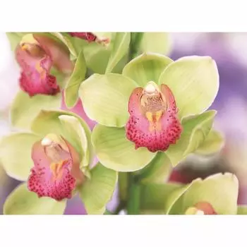 Фотообои бумажные «Очарование» 200х140 cм