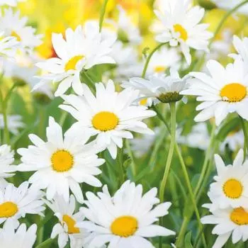 Фотообои бумажные «Ромашки» 210х200 cм