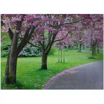 Фотообои бумажные «Вишневая аллея» 254х184 см