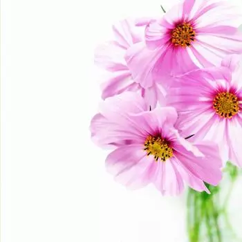 Фотообои флизелиновые «Букет» 200х200 см