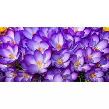 Фотообои флизелиновые «Крокусы» 200х100 см