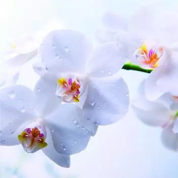 Фотообои флизелиновые «Луиза» 200х200 cм