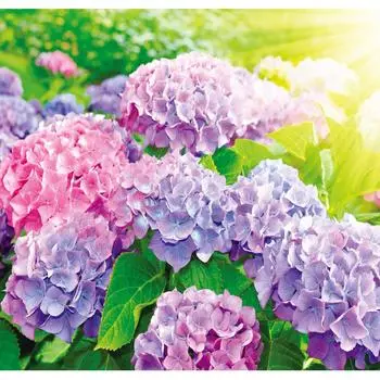 Фотообои «Гортензии» 210х200 см