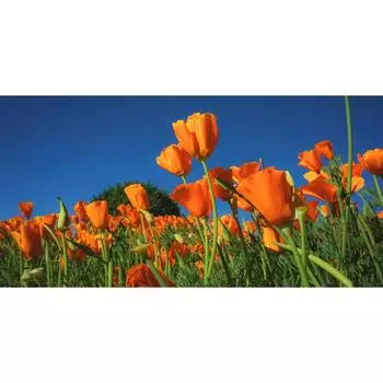 Фотообои «Маки» 200х100 см