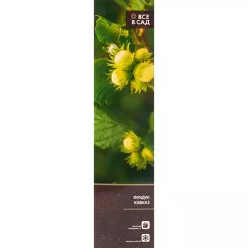 Фундук Кавказ в тубе