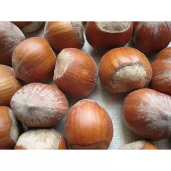 Фундук «Первенец» C4 высота 110 см