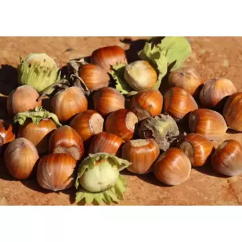 Фундук «Северный-9» C4 высота 110 см