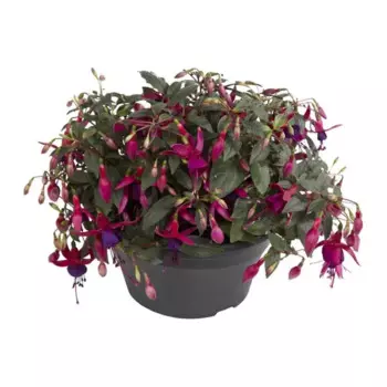 Фуксия 12 h25 см