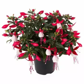 Фуксия 12 h25 см