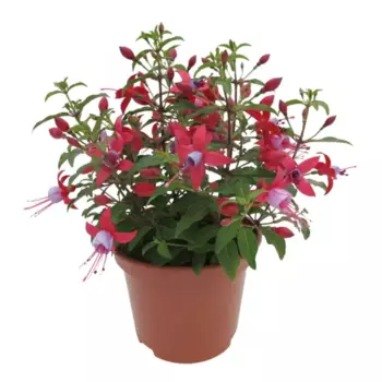 Фуксия 13 h25 - 30 см