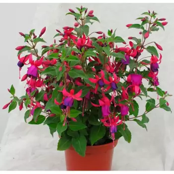 Фуксия 17 h25 см