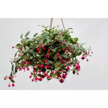 Фуксия 18 h30 см