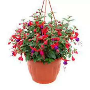 Фуксия 19 h25 см