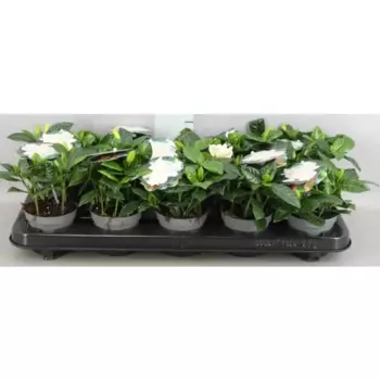 Гардения 10 h20 см