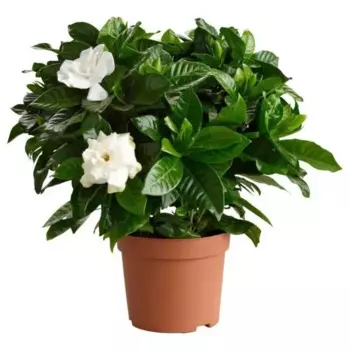 Гардения 9 h10 см