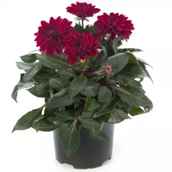 Георгин Гарден Прайд 12 h15 см