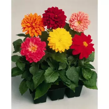 Георгина 6 ячеек