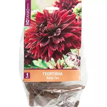 Георгина бахромчатая «Блэк тач»