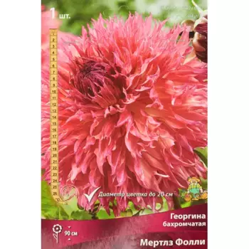 Георгина бахромчатая Мертлз Фолли