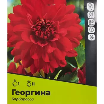 Георгина Барбаросса разбор II