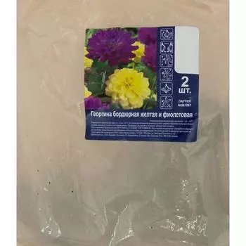 Георгина бордюрная желтая и фиолетовая I