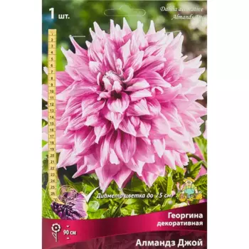 Георгина декоративная Алмандз Джой
