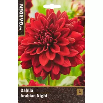 Георгина декоративная Арабиан Найт