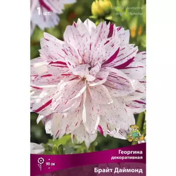 Георгина декоративная Брайт Даймонд