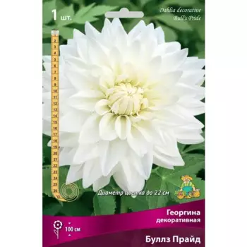 Георгина декоративная Буллз Прайд луковица I