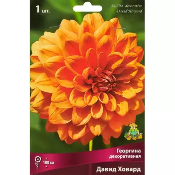 Георгина декоративная Давид Ховард