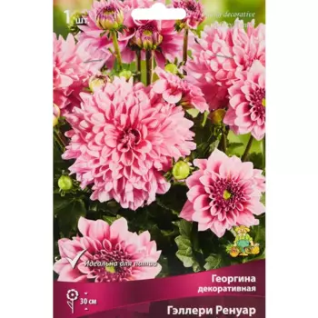Георгина декоративная Гэллери Ренуар