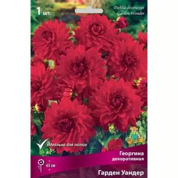 Георгина декоративная Гарден Уандер луковица I