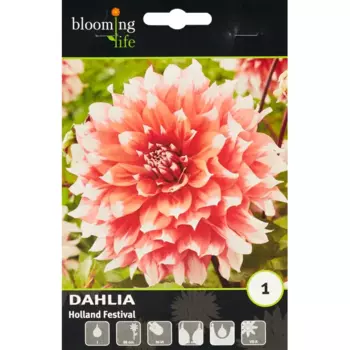 Георгина декоративная Холланд Фестивал