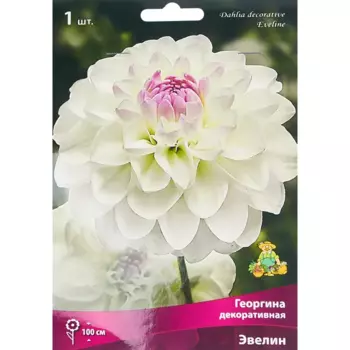 Георгина декоративная Эвелин