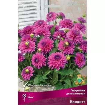 Георгина декоративная Клодетт луковица I